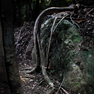 Steve_Rood_Image